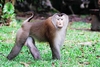 Northern pig-tailed macaque (Macaca leonina)
