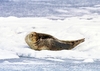 Spotted seal (Phoca largha)