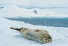 Weddell seal (Leptonychotes weddelli)
