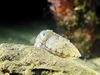 Elegant cuttlefish (Sepia elegans)