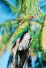 Buffon's macaw (Ara ambiguus)