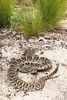 Eastern diamondback rattlesnake (Crotalus adamanteus)