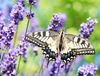 European swallowtail (Papilio machaon)