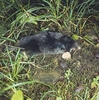 Mediterranean mole (Talpa caeca)
