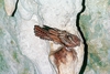 Oilbird  (Steatornis caripensis)