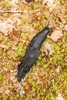 Large black slug (Arion ater)