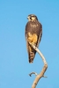 Aplomado falcon (Falco femoralis)