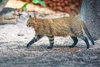 Pampas cat (Felis colocolo)