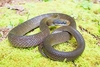 Herald snake (Crotaphopeltis hotamboeia)