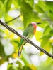 Red-bearded bee-eater (Nyctyomis amictus)
