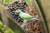 Layard's parakeet (Psittacula calthropae)