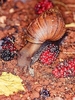 Giant African snail (Achatina fulica)