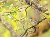 Rufous-headed robin (Larvivora ruficeps)