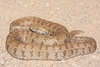 Blunt-nosed viper (Macrovipera lebetinus)