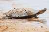Arrau turtle (Podocnemis expansa)