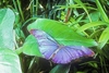 Sickle-winged morpho (Morpho rhetenor)