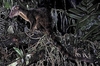 Sulawesi palm civet (Macrogalidia musschenbroekii)