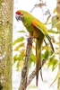 Red-fronted macaw (Ara rubrogenys)