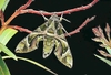 Oleander hawk-moth (Daphnis nerii)