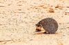 Desert hedgehog (Paraechinus aethiopicus)