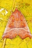 Herald moth (Scoliopteryx libatrix)