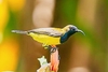 Ornate sunbird (Cinnyris ornatus)