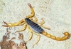 Black-back scorpion (Hadrurus spadix)