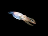 European common squid (Alloteuthis subulata)