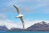 Wandering albatross (Diomedea exulans)