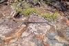 Black-palmed rock monitor (Varanus glebopalma)