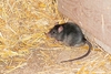Black rat (Rattus rattus)