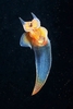 Naked sea butterfly (Clione limacina)