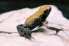 Black-legged poison dart frog (Phyllobates bicolor)