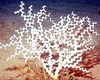 Zigzag coral (Madrepora oculata)