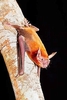 Lesser bulldog bat (Noctilio albiventris)