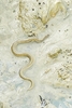 Crab-eating water snake (Fordonia leucobalia)