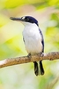 Forest kingfisher (Todiramphus macleayii)