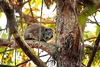 Western tree hyrax (Dendrohyrax dorsalis)