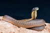 Arabian cobra (Naja arabica)