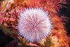 Common sea urchin (Echinus esculentus)