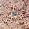 Dune scorpion (Smeringurus mesaensis)