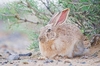 Tolai hare (Lepus tolai)