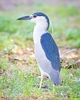 Black-crowned night heron (Nycticorax nycticorax)