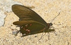 Cramer's swallowtail (Battus lycidas)