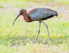 Glossy ibis (Plegadis falcinellus)