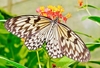 Large tree nymph butterfly (Idea leuconoe)