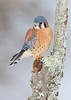 American kestrel (Falco sparverius)