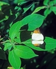 Great orange-tip butterfly (Hebomoia glaucippe)