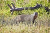 Marsh mongoose (Atilax paludinosus)