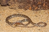 Ocellated brown snake (Xenelaphis ellipsifer)